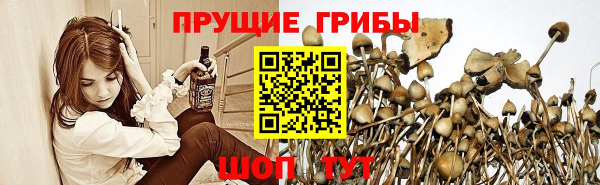 Галлюциногенные грибы GOLDEN TEACHER Краснознаменск